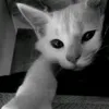 _knhtl_