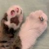 ballerinakapicino