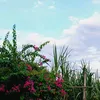 hieuu_hieu