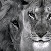 abdullayev_0572