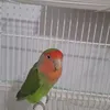 canimpapim