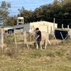 galloo_uy