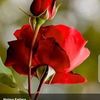 malik.waseem0222