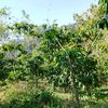 petanikopi003