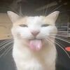 guts_gatito