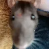 piksi_danka