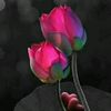 siham3411