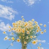 cheerlchamomile