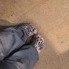 avari_b2029