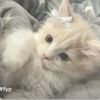 koala_kid666