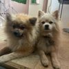 doglover8175