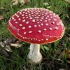 the.mushroom.man6