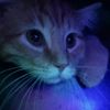 intrusive_thoughtz12