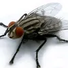 myxa905