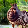 iamzebra01