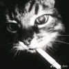 dill_640