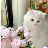 ader_3443