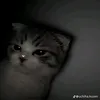 avssky