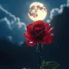 illuminationrose5