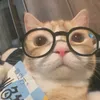 queenxinkiu