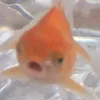 emyeukhanh4