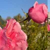 flower.flower98