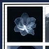 aster.edits56