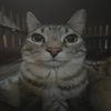 watermeloncat938
