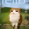 kamistarter