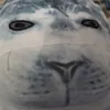 seal77718