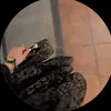 zo___311