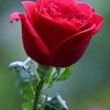 imran.bashir3528