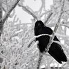 winterangelgirl