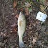 fishingwithwyattv