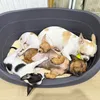 doggysutera