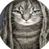 von.cat8