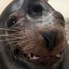 the_seal_has_bills