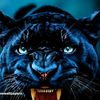 lakshan.ranasinha1