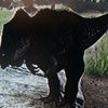 amazingdinosaurs473