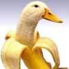 bananaduckman