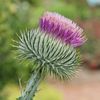 prickly.thorn1