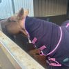 molly.loves.masie