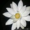 user1610225501347onamika