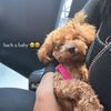 thecutestatum