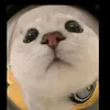 phhhhuc