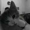 athena_ilovee