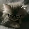 bellavs.ophia