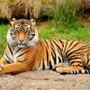 heavy.weight.tige