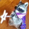alien_cat44