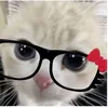 kittya067